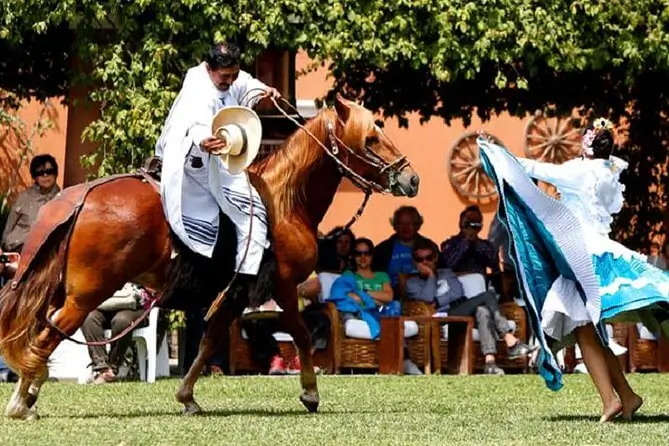 paso-horse.webp